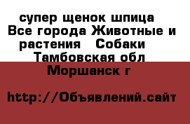 супер щенок шпица - Все города Животные и растения » Собаки   . Тамбовская обл.,Моршанск г.